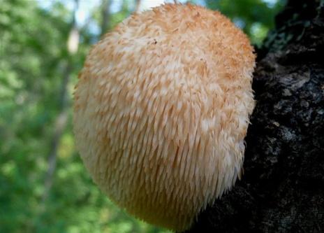 猴頭菇存儲的常見(jiàn)問(wèn)題解讀
